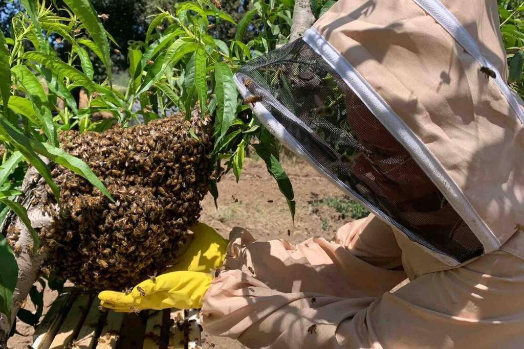 Agriturismo Il Sorbino - Appartamento Da Cocca Pian d'Alma エクステリア 写真