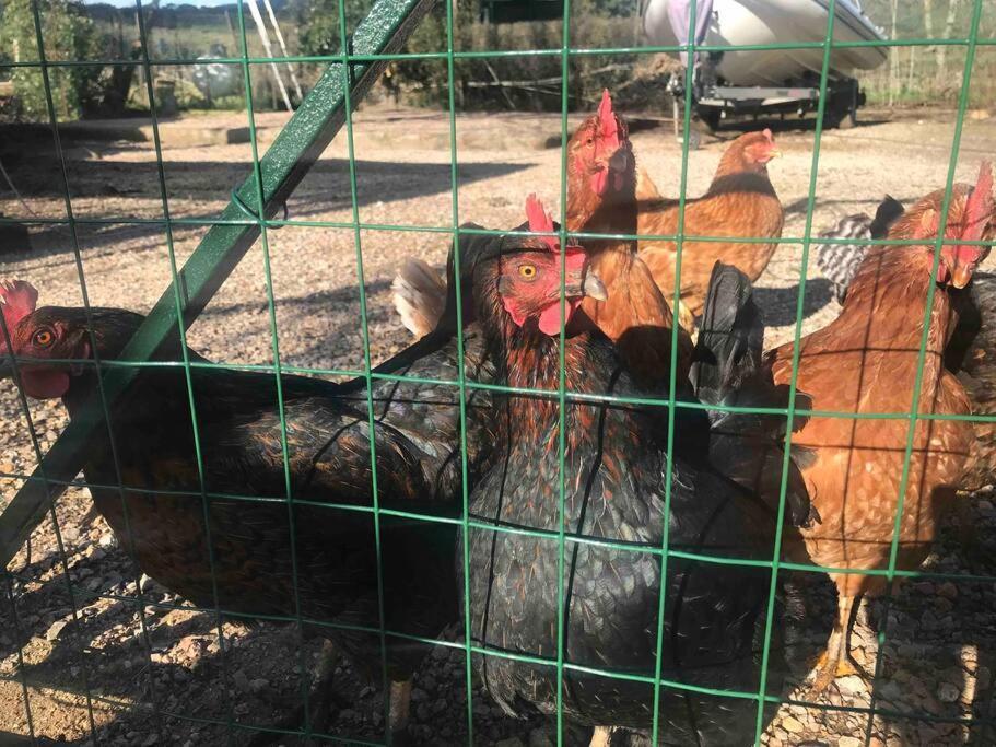 Agriturismo Il Sorbino - Appartamento Da Cocca Pian d'Alma エクステリア 写真