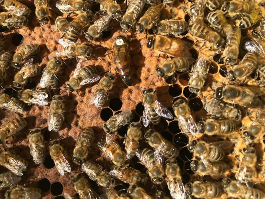 Agriturismo Il Sorbino - Appartamento Da Cocca Pian d'Alma エクステリア 写真