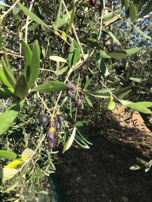 Agriturismo Il Sorbino - Appartamento Da Cocca Pian d'Alma エクステリア 写真